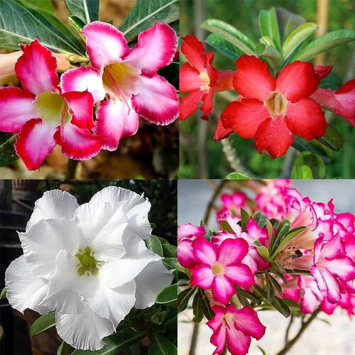 mixed Adenium obesum flower2.jpg