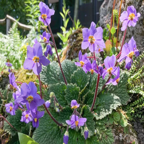 purple Ramonda Myconi flower.jpg