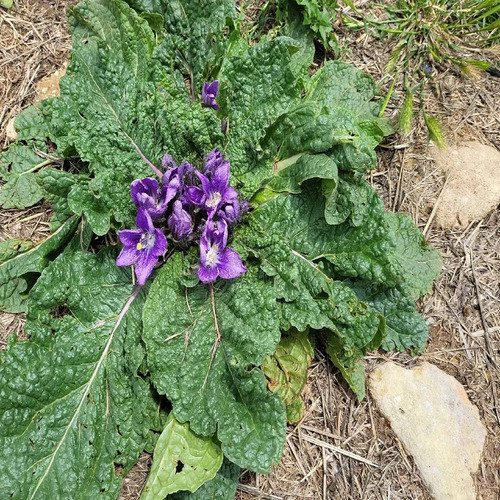 Mandragora mandrake plant2.jpg