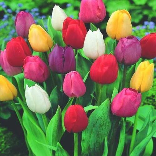 mixed Tulip flower1.jpg