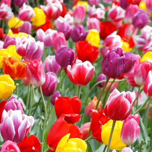 mixed Tulip flower2.jpg