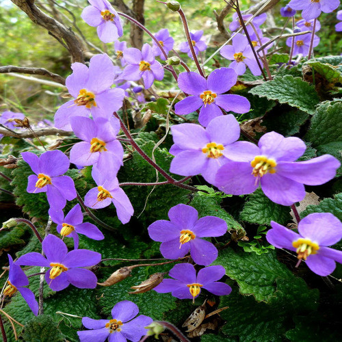 purple Ramonda Myconi flower2.jpg