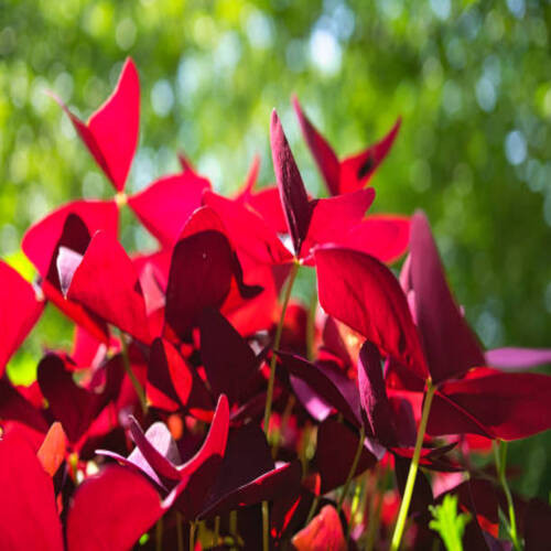 Red Oxalis flower2.jpg