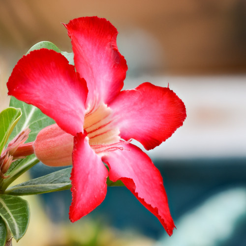 red Adenium obesum flower2.jpg