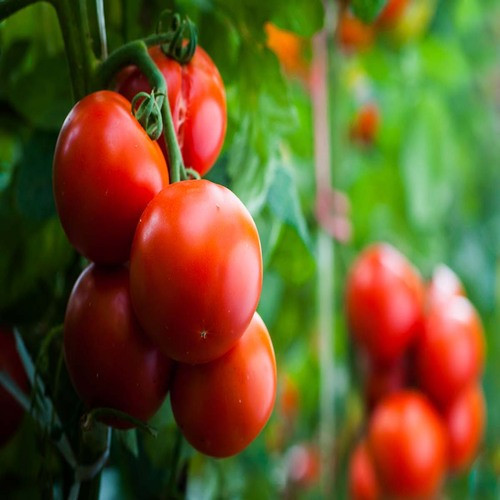 red tomato vegetable2.jpg