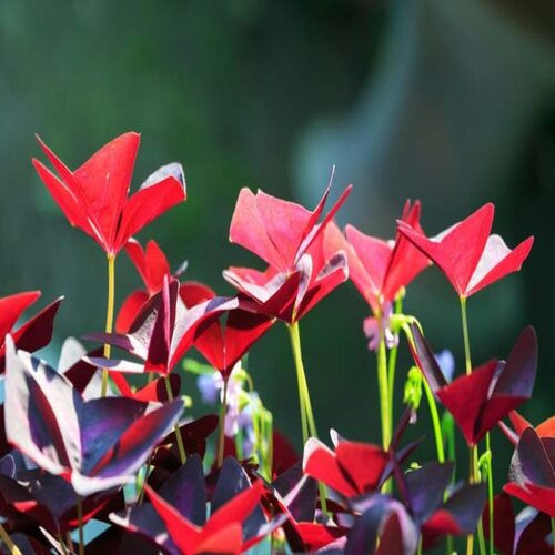 Red Oxalis flower.jpg