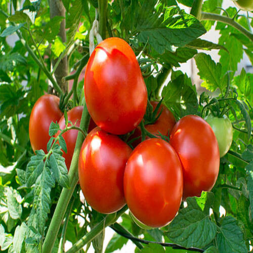 red tomato vegetable.jpg