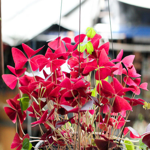 Red Oxalis flower1.jpg