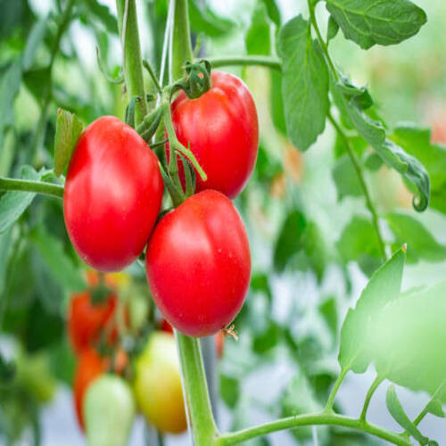 red tomato vegetable1.jpg