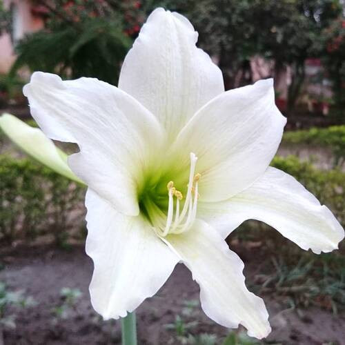 white Amaryllis flower.jpg
