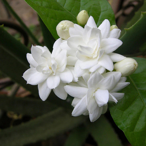 white jasmine flower.jpg