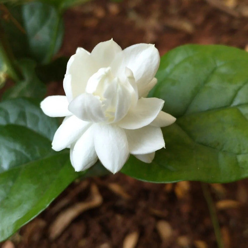 white jasmine flower2.jpg