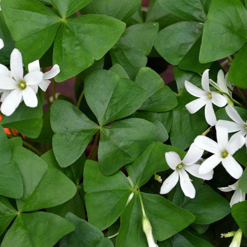 white Oxalis flower1.jpg