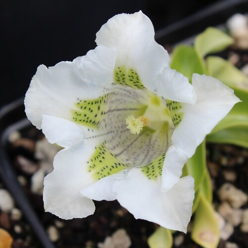 white gentian flower..jpg