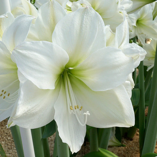 white Amaryllis flower1.jpg