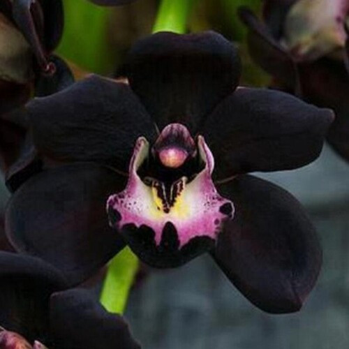 black Cymbidium Faberi Orchid flower2..jpg