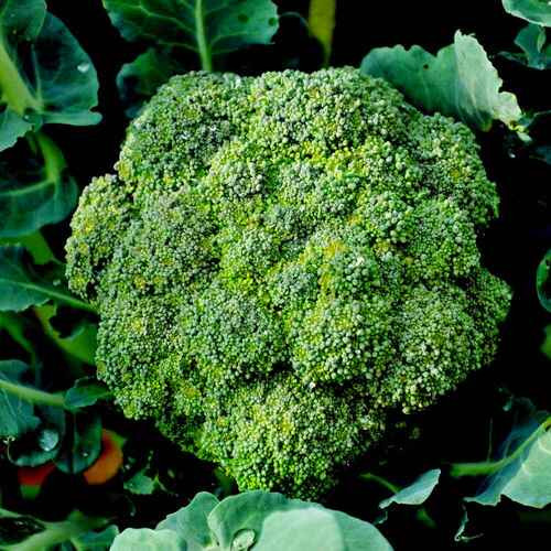 green broccoli vegetable2.jpg