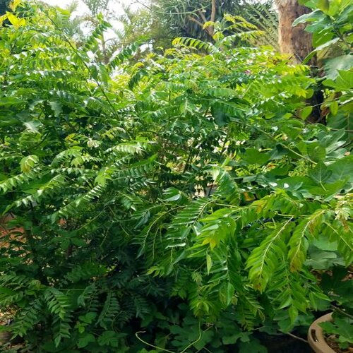 green Murraya Koenigii tree1.jpg