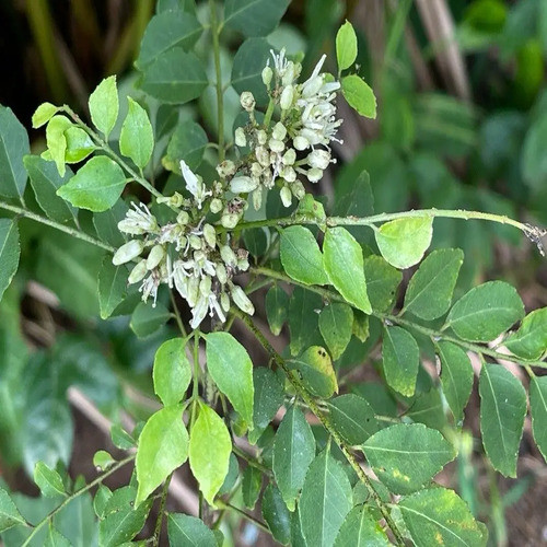 green Murraya Koenigii tree2.jpg