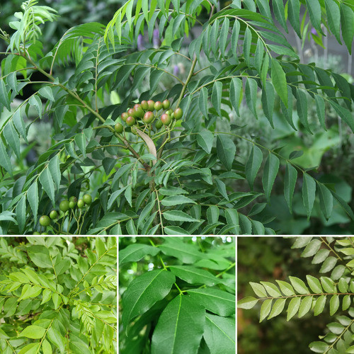 green Murraya Koenigii tree.jpg