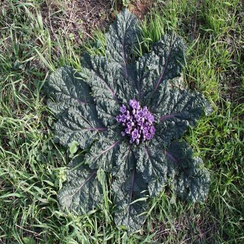 Mandragora mandrake plant.jpg