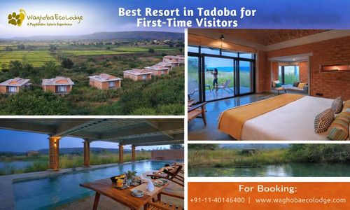 best resort in tadoba for first time visitors.jpg