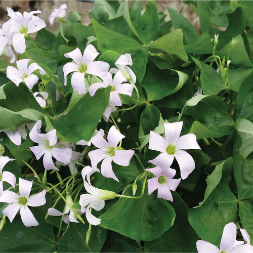 white Oxalis flower.jpg