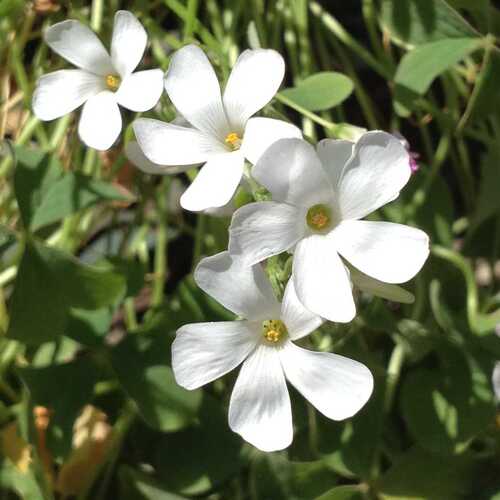 white Oxalis flower2.jpg