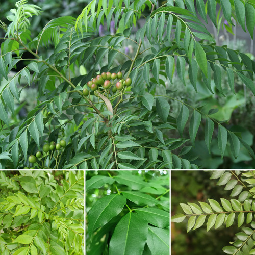 green Murraya Koenigii tree.jpg
