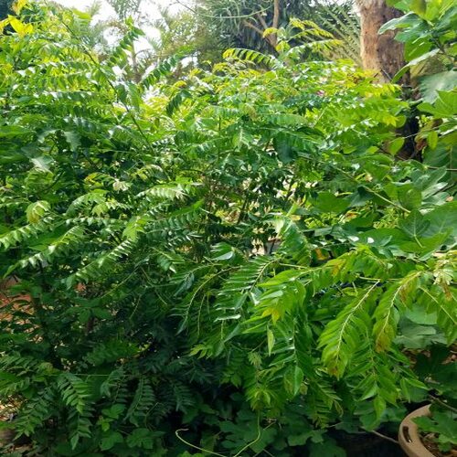 green Murraya Koenigii tree1.jpg