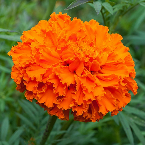 Orange Marigold2.jpg