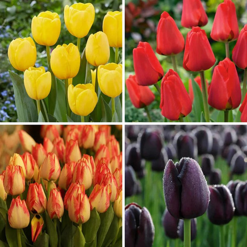 Mixed Tulip2.jpg
