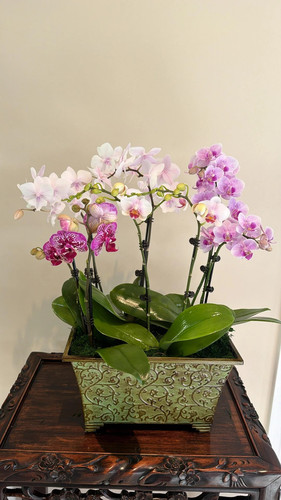 Mixed Orchid2.jpg