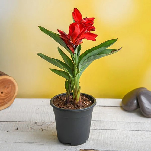 Red Canna lily2.jpg
