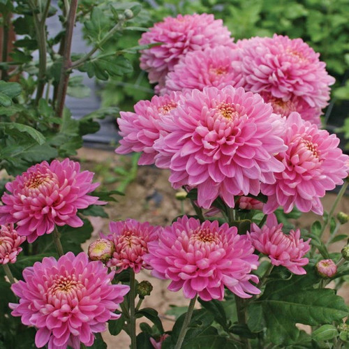 Pink Chrysanthemum2.jpg