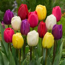 Mixed Tulip1.jpg
