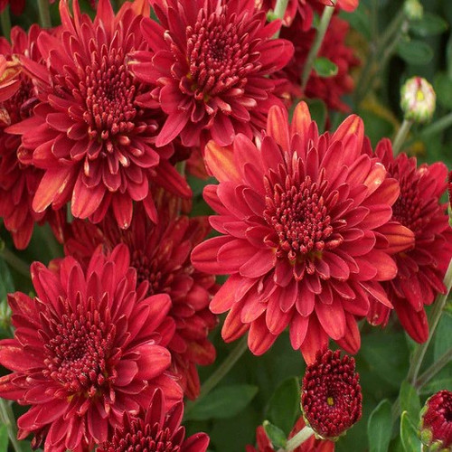 Red Chrysanthemum1.jpg