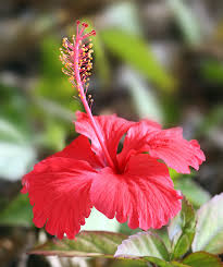 Red Hibiscus2.jpg