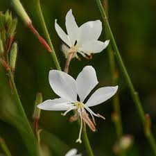 White Gaura 1.jpg