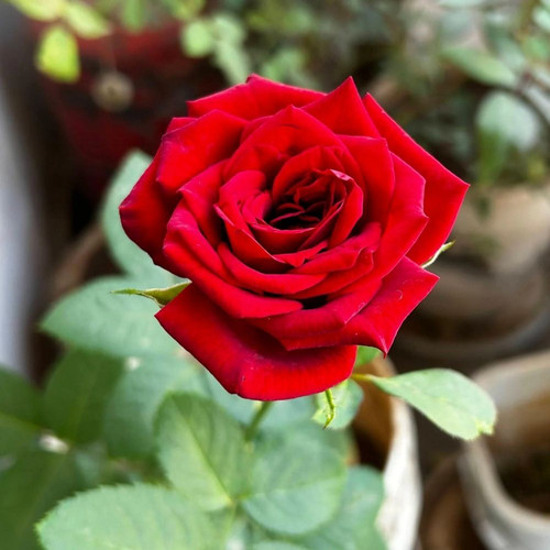 Red Rose2.jpg