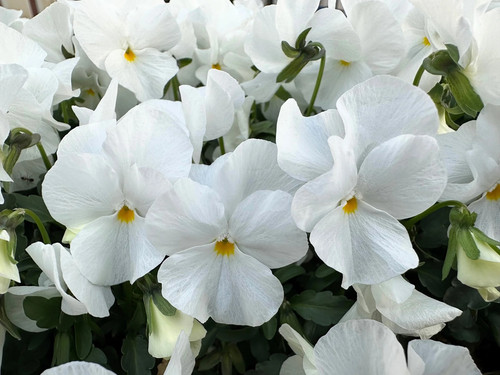 White Pansy 2.jpg