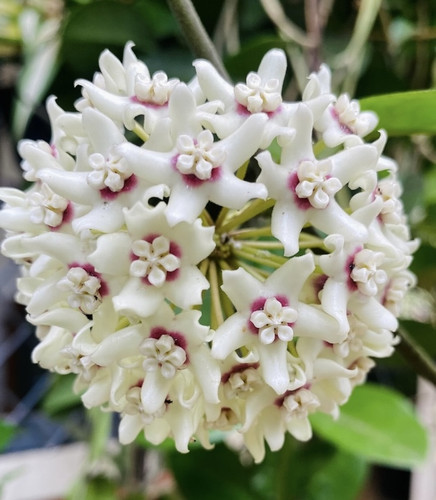 white Hoya 2.jpg