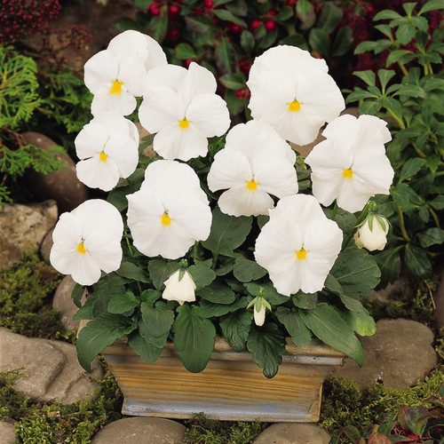 White Pansy 1.jpg