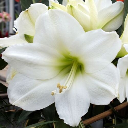 white Amaryllis flower2.jpg