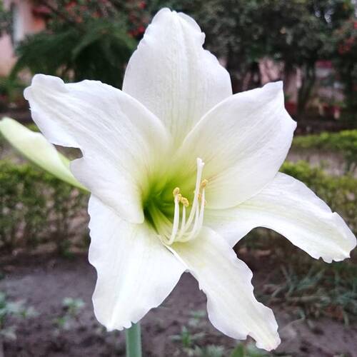 white Amaryllis flower.jpg