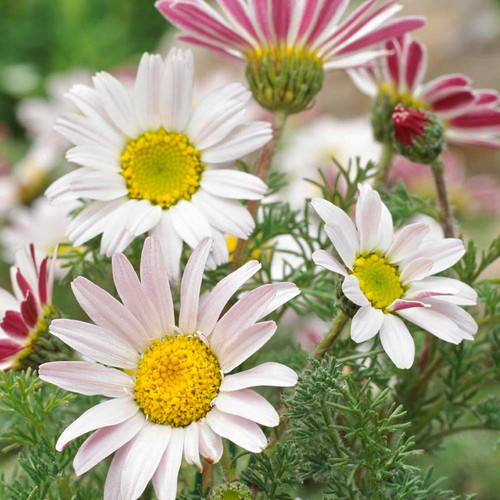 White Pyrethrum 1.jpg