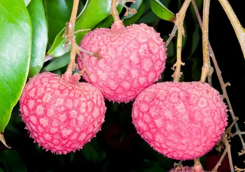 4 litchi chinensis kaimana.webp