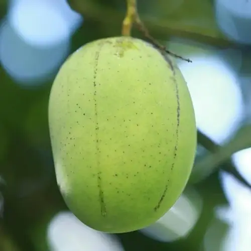 langra mango plant.webp