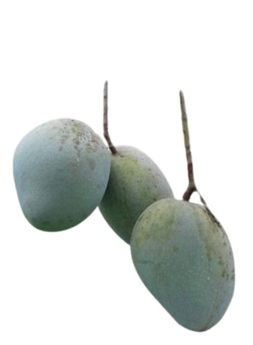 ashwina mango 353.jpg