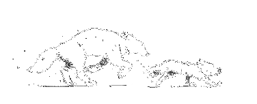 wolves transparent.gif